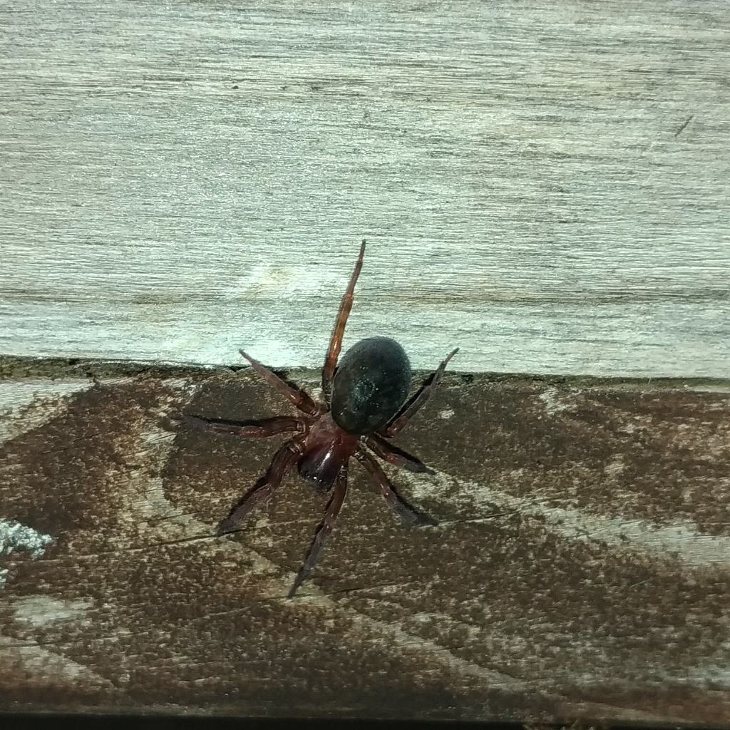 Amaurobius ferox - Ruffano (LE)